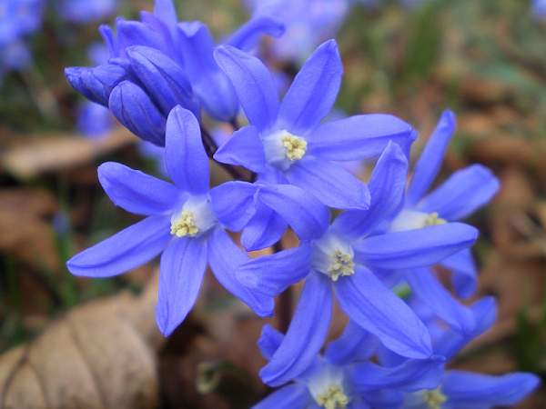 Spring squill